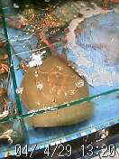 040429_1320~01.jpg (7369 �o�C�g)