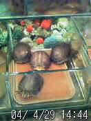 040429_1444~01.jpg (7399 �o�C�g)