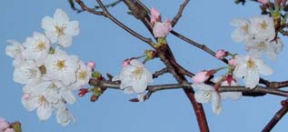 cherry.jpg (27270 �o�C�g)