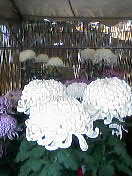 yotteko2.jpg (8502 �o�C�g)